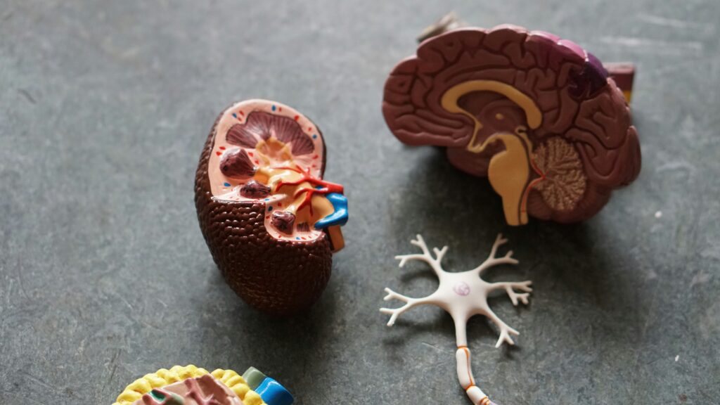 3D Brain & Synapse Illustration