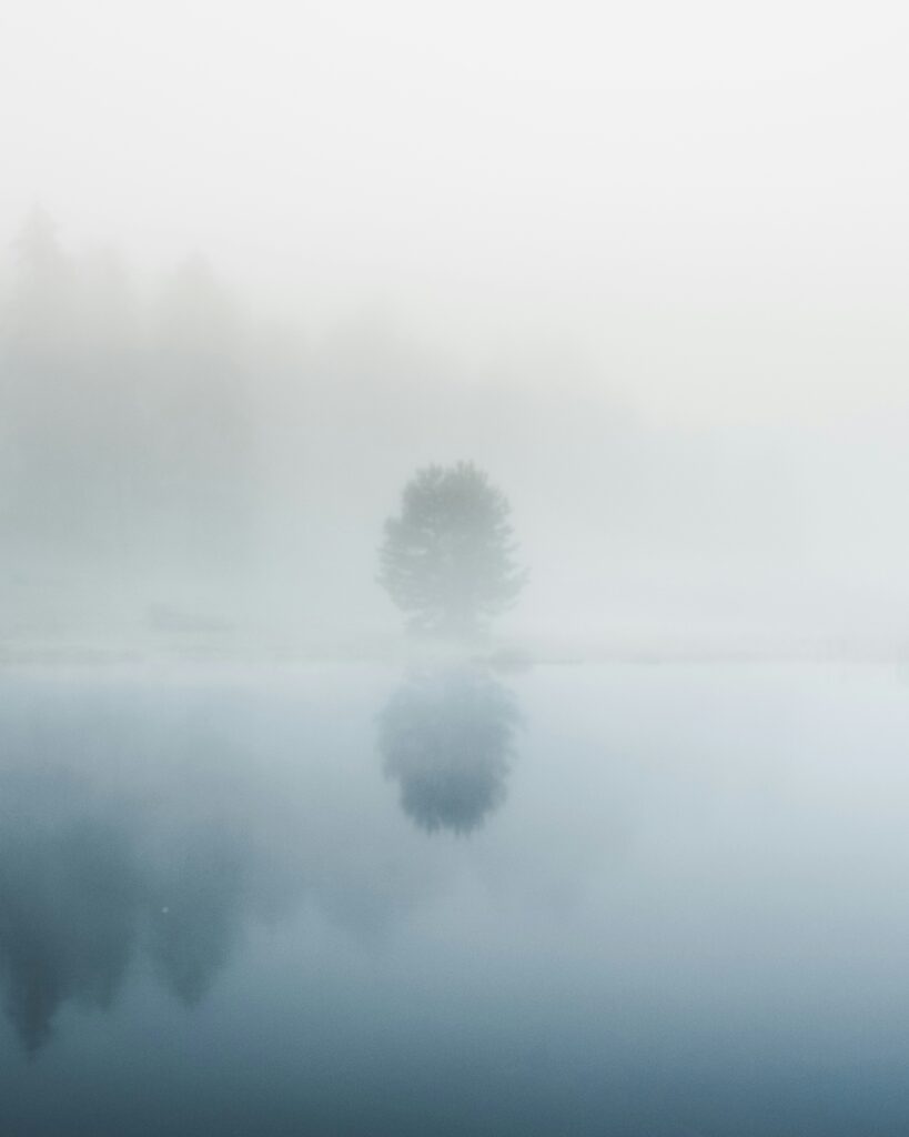 Evergreen tree reflected in calm lake bathed in dense fog.