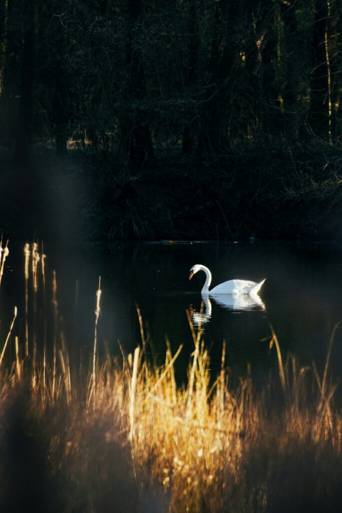 A white swan behind tall reeds of grass floats on a calm, dark lake.
